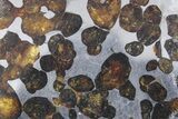 Polished Sericho Pallasite Meteorite ( g) Slice - Kenya #348923-1